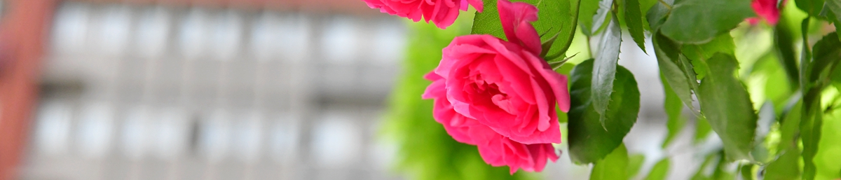 優美的校園環境